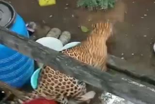 leopard appeared near the shivamogga VISL Residential houses