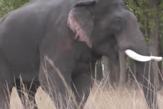 Villagers terrorized by wild elephants