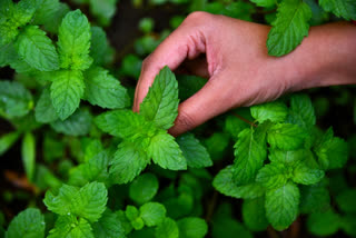 what are the benefits of mint leaves, pudina health benefits, healthy foods, healthy herbs, सौन्दर्य के लिए लाभकारी है पुदीना