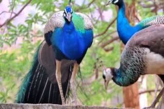 peacock-dance-near-the-forest-office-chamarajanagar