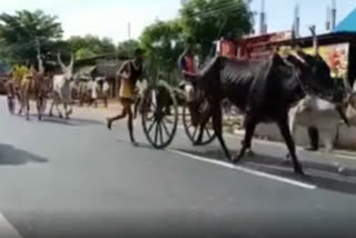 சிவகங்கை மாவட்டத்தில் மாபெரும் மாட்டு வண்டி எல்கை பந்தயம். 60 ஜோடிகள் பங்கேற்பு