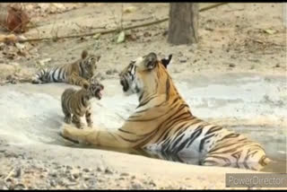 Bandhavgarh Tiger Reserve  Tigress Tara spotted  ബാന്ധവ്ഗഡ് കടുവാ സങ്കേതം  ബാന്ധവ്ഗഡ് കടുവാ സങ്കേതത്തിലെ താര എന്ന കടുവ