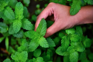 what are the benefits of mint leaves