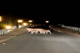 Tigress seen with cubs on National Highway