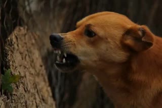 UP: Dog beaten to death after it bites over two dozen people in Haridwar  ഹരിദ്വാറില്‍ 26 പേരെ കടിച്ച നായയെ അടിച്ചു കൊന്നു  നായയെ അടിച്ചു കൊന്നു  Dog beaten in Haridwar  Dog beaten to death after it bites over two dozen people in Haridwar  ഡെറാഡൂണ്‍  ഉത്തരാഖണ്ഡിലെ കോട്ട്‌വാലി  ലളിത റാവു പാലം  കോട്ട്‌വാലിയിലെ ലളിത റാവു പാലം  ഹരിദ്വാറില്‍ നാട്ടുക്കാരെ കടിച്ച നായയെ അടിച്ച് കൊന്നു