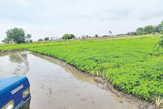 Harm to the soil with chemical fertilizers