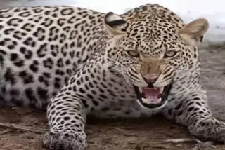 Leopard Terror in Pauri