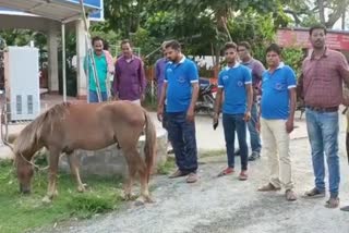 horse rescue balasore