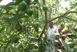 avocado cultivation in idukki  avocado fruit  avocado plant  അവക്കാഡോ കൃഷി ഇടുക്കി കർഷകൻ  അവക്കാഡോ പഴം