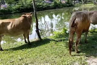 smuggled cattle seized in bihpuria