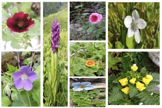 VALLEY OF FLOWERS