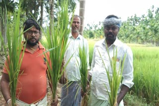 Paddy crop loss in shivamogga