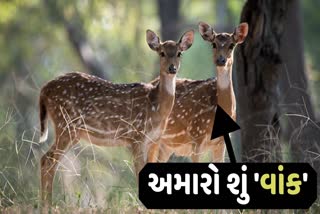 એવું તો શું બની રહ્યું છે કે