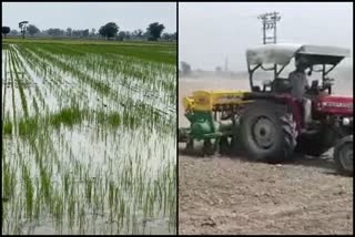 DSR Technique in Paddy Cultivation