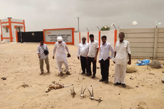 dead bodies of chinkara deer in jaisalmer  ETV Bharat Rajasthan News  Jaisalmer Latest News  dead bodies of chinkara deer near Eden Solar Plant  deer bodies of deer found in jaisalmer  Villagers suspect Eden Solar Company killing deer  Jaisalmer  ജയ്‌സാല്‍മീരില്‍ മാനുകളുടെ ജഡം കണ്ടെത്തി