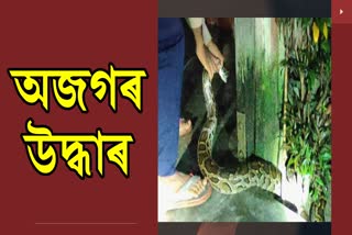 python-rescued-at-kaliabor