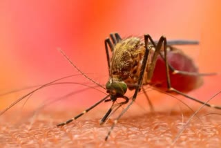 dengue-cases-increased-in-odisha