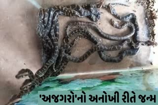 જાણો કેવી રીતે થયો કૃત્રિમ અજગર જન્મ...