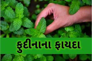 ફુદીનાના ફાયદા: તણાવ અને હતાશામાં લાભદાઈ છે ફુદીનો...