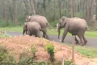 Kodagu Elephant warmed people on the state highway