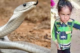 Snake Died after biting Child In gopalganj