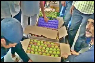 Apple season begins in Himachal