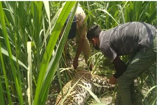 stir due to the discovery of the dead body of Guldar in laksar