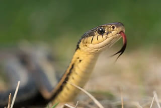 in unnao the wife was bitten by a snake