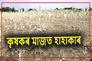 floods-have-shattered-dreams-of-many-farmers-in-bongaigaon