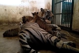 Bilaspur Kanan Pendari Zoo