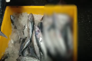 stale fish caught in Aryankavu  food safety department  stale fish caught  Aryankavu raid  ആര്യങ്കാവിൽ പഴകിയ മത്സ്യം പിടികൂടി  ഭക്ഷ്യ സുരക്ഷ വിഭാഗം മത്സ്യം പിടികൂടി