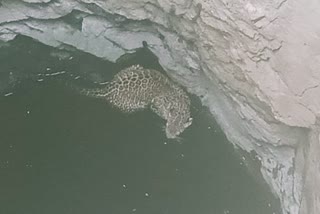 Panther fell in a well in Rajsamand