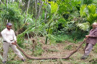 13-foot-long-giant-python-captured-in-chikkamagaluru