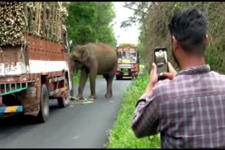 elephant stopped truck to eat sugarcane tamil nadu