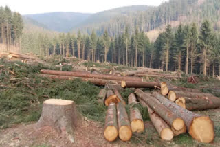 Major drive against timber smugglers in J-K's Bhaderwah; four arrested