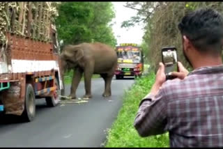 Elephant tastes sugarcane