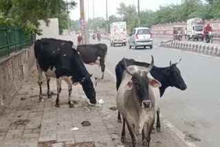 After milking cows they leave them on streets stray animals lose their lives by eating foil