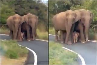 Viral Video shows a baby elephant  Viral Video shows a baby elephant being escorted in group of elephants  baby elephant being escorted in group of elephants  സമൂഹ മാധ്യമങ്ങളിൽ വൈറലായി ആനക്കൂട്ടങ്ങളുടെ വീഡിയോ  കുട്ടിക്കുറുമ്പന് അകമ്പടിയായി ആനക്കൂട്ടത്തിന്‍റെ വീഡിയോ  ആനക്കുട്ടിക്ക് സുരക്ഷ ഒരുക്കി ആനകൾ  ആനക്കുട്ടിയെ സംരക്ഷിച്ച് കൊണ്ടുപോകുന്ന ആനക്കൂട്ടം  വൈറലായി ആനക്കൂട്ടത്തിന്‍റെ വീഡിയോ