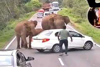 Elephant attacks on vehicles