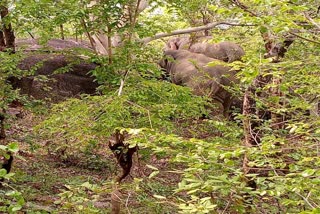 group of elephants reached Chhattisgarh from Madhya Pradesh