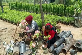 Slumped nursery business awaits monsoon rains