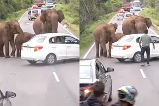 Elephants attacked vehicles in chamarajanagar  ബാംഗ്ലൂർ ഡിണ്ടിഗൽ ദേശീയപാത  അനസുരു ഗ്രാമത്തിൽ ആനകളുടെ ആക്രമണം  Elephants attack in bangalore dindigal national highway