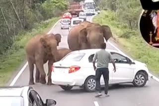 Elephants attacked cars