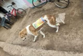publicity by pasting poster on dogs back in khandwa Panchayat Election 2022