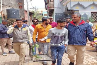 ಬೆಳಗಾವಿಯಲ್ಲಿ ಗಿಳಿ ಮಾರಾಟಗಾರನ ವಶ