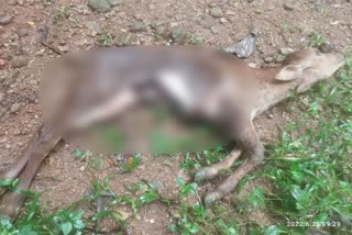 wild animal attack in mundakkayam  പുലി ആക്രമണം മുണ്ടക്കയം ടി ആർ ആന്‍റ് ടി എസ്റ്റേറ്റ്  പുലി പശുവിനെ ആക്രമിച്ച് കൊന്നു  Leopard attack cow