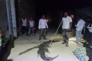 Crocodiles in laksar