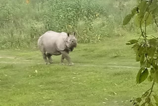 free roaming of rhinoceros in majuli