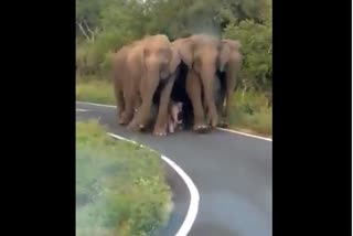 elephant