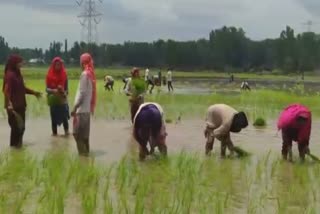 Rains bring happiness and joy to farmers